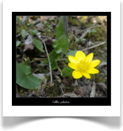 Sumpfdotterblume
