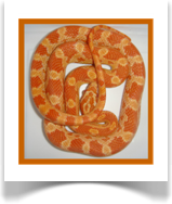 juvenile Kornnatter Sunglow (Pantherophis guttatus)