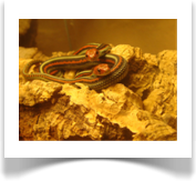 Thamnophis sirtalis tetrataenia Jjungtiere