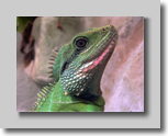 Wasseragame nah