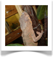 Pantherchamleon-Weibchen(Furcifer pardalis)