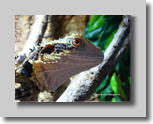 Austral. Wasseragame
