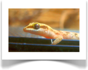 Zwergwuestengecko (Tropiocolotes steudneri)