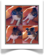 Hund Apollo - Chihuahua-Papillon-Mischung