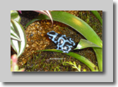 blaueFroschKReimer-vk
