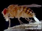 drosophila