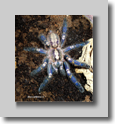 Vogelspinne