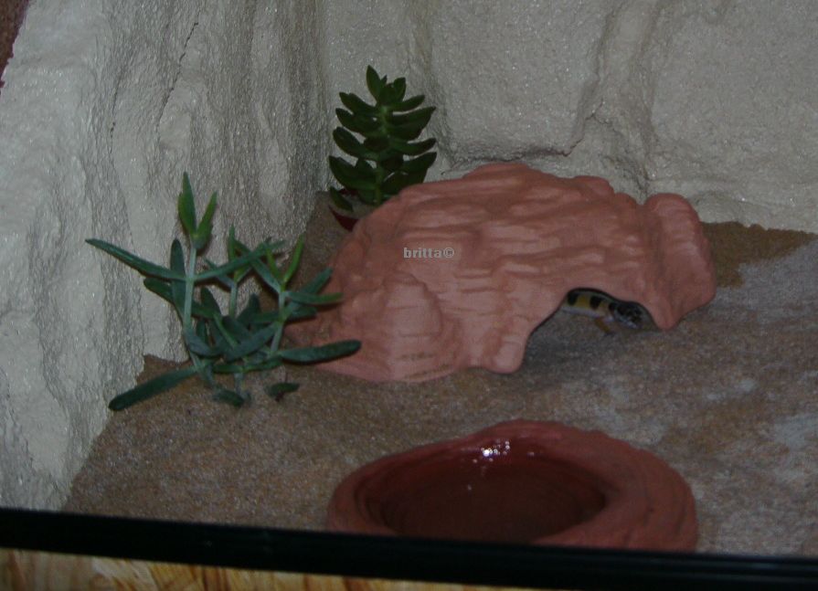 Wassernapf Terracottahhle Sukkulenten